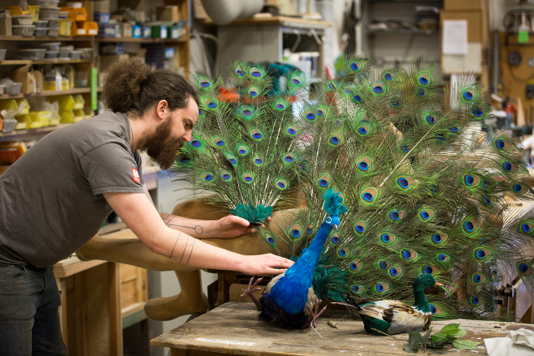 Bearded man working on a model of a peacock with fanned out tail